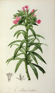 Echium Grandiflorum, from 